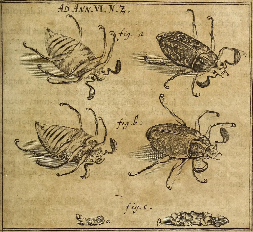 An illustration from Miscellanea Curiosa Medico-Physica Academiae Naturae Curiosorum, 1677, leaf 394