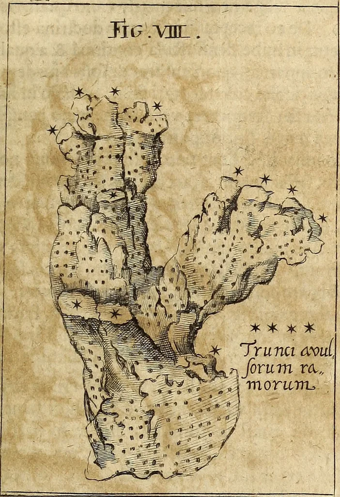 An illustration from Miscellanea Curiosa Medico-Physica Academiae Naturae Curiosorum, 1677, leaf 398
