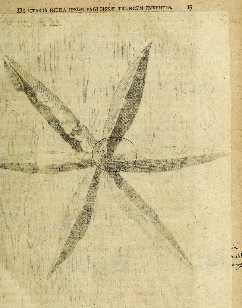 An illustration from Miscellanea Curiosa Medico-Physica Academiae Naturae Curiosorum, 1677, leaf 40