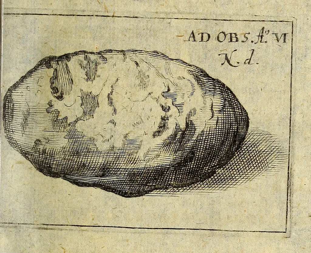 An illustration from Miscellanea Curiosa Medico-Physica Academiae Naturae Curiosorum, 1677, leaf 46