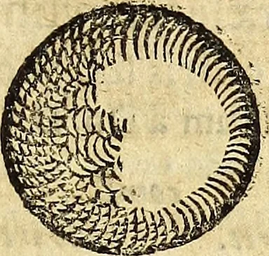 An illustration from Miscellanea Curiosa Medico-Physica Academiae Naturae Curiosorum, 1677, leaf 474