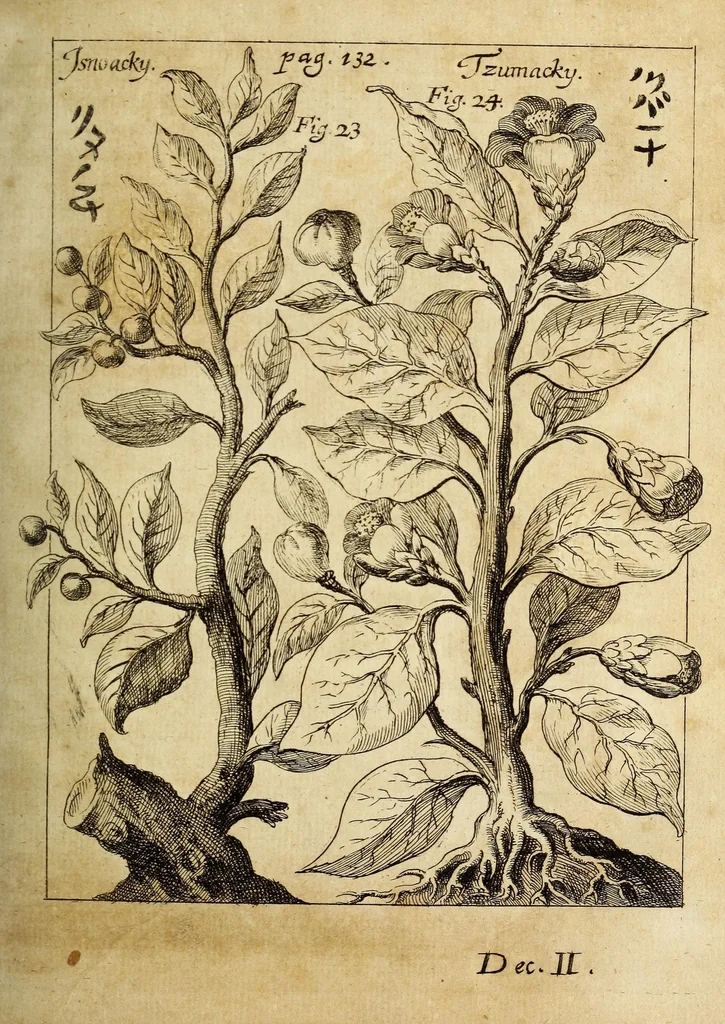An illustration from Miscellanea Curiosa, sive Ephemiridum Medico-Physicarum Germanicarum Academiae Naturae Curiosorum, 1689, leaf 225