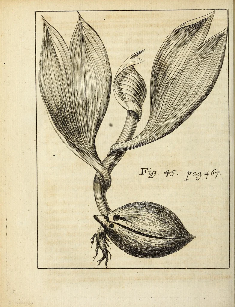 An illustration from Miscellanea Curiosa, sive Ephemiridum Medico-Physicarum Germanicarum Academiae Naturae Curiosorum, 1689, leaf 584
