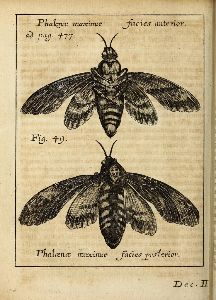 An illustration from Miscellanea Curiosa, sive Ephemiridum Medico-Physicarum Germanicarum Academiae Naturae Curiosorum, 1689, leaf 600