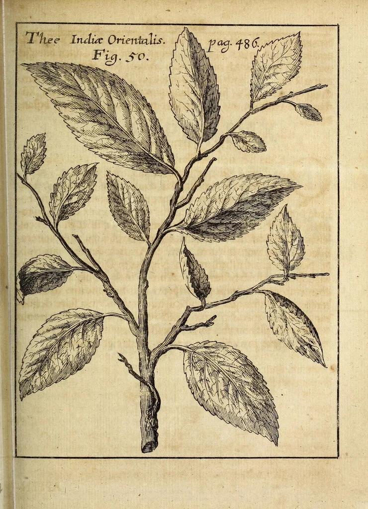 An illustration from Miscellanea Curiosa, sive Ephemiridum Medico-Physicarum Germanicarum Academiae Naturae Curiosorum, 1689, leaf 611