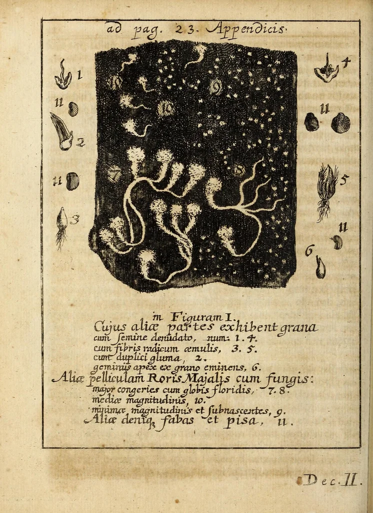 An illustration from Miscellanea Curiosa, sive Ephemiridum Medico-Physicarum Germanicarum Academiae Naturae Curiosorum, 1689, leaf 638