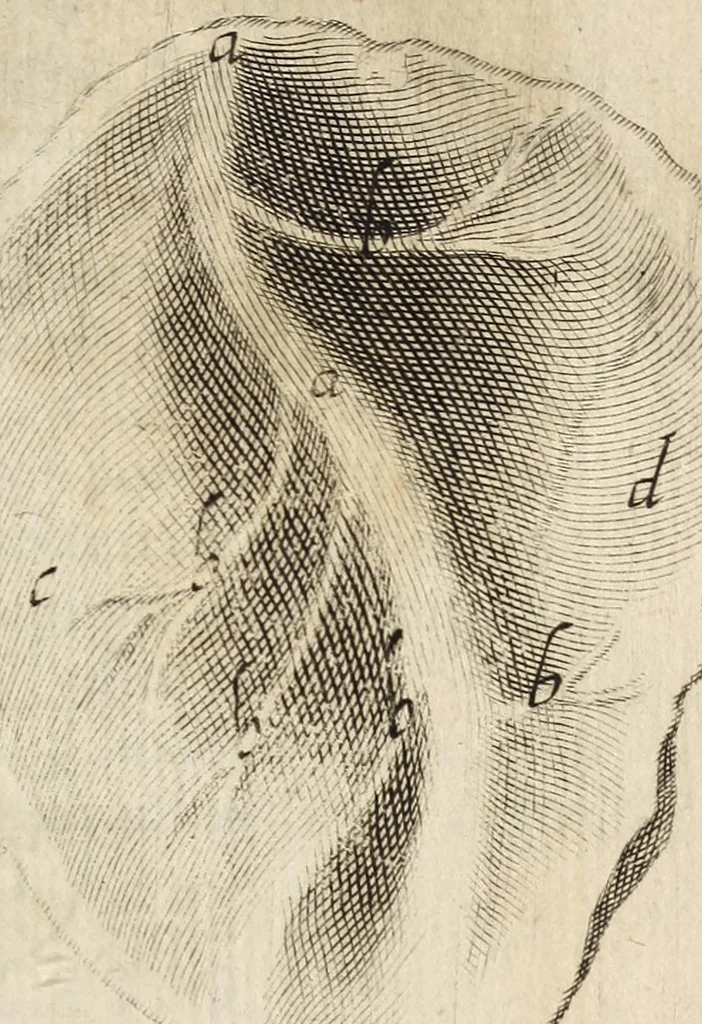 An illustration from Miscellanea Curiosa, sive Ephemiridum Medico-Physicarum Germanicarum Academiae Naturae Curiosorum, 1678, leaf 131