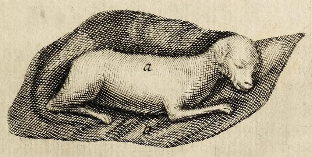 An illustration from Miscellanea Curiosa, sive Ephemiridum Medico-Physicarum Germanicarum Academiae Naturae Curiosorum, 1678, leaf 131