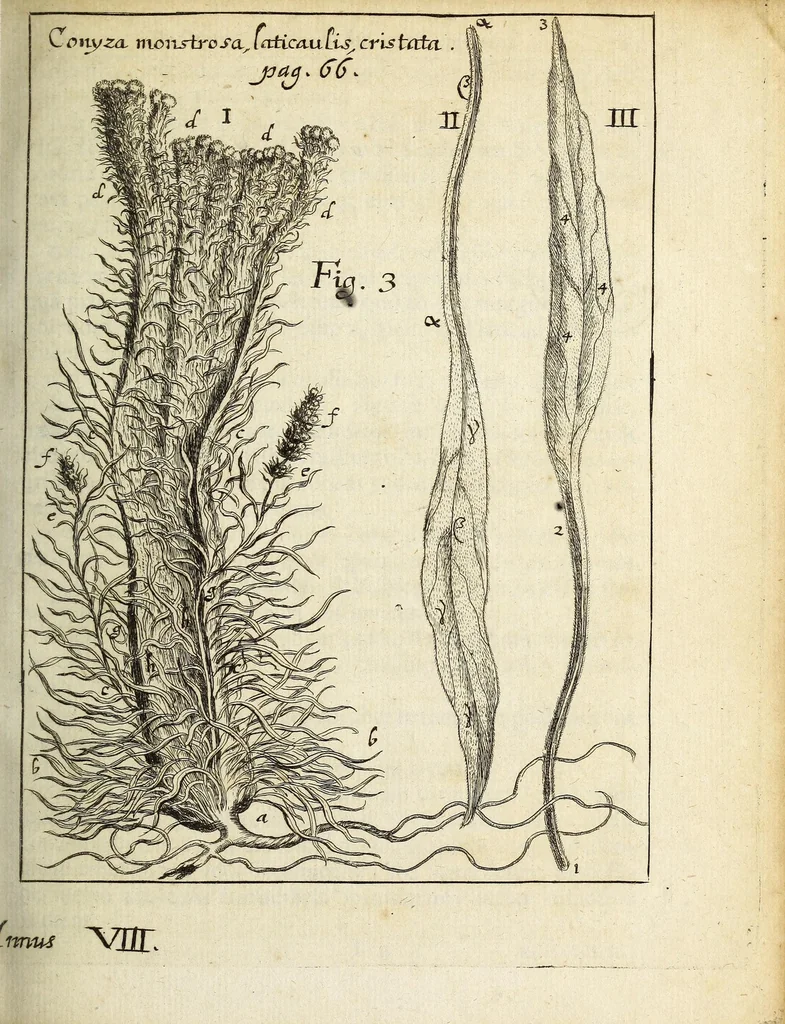 An illustration from Miscellanea Curiosa, sive Ephemiridum Medico-Physicarum Germanicarum Academiae Naturae Curiosorum, 1690, leaf 107
