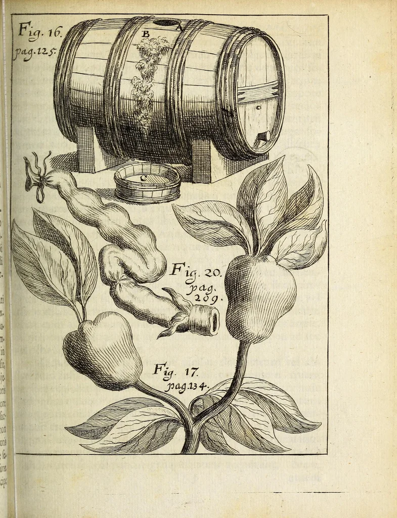 An illustration from Miscellanea Curiosa, sive Ephemiridum Medico-Physicarum Germanicarum Academiae Naturae Curiosorum, 1690, leaf 177