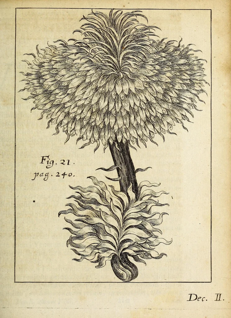 An illustration from Miscellanea Curiosa, sive Ephemiridum Medico-Physicarum Germanicarum Academiae Naturae Curiosorum, 1690, leaf 299