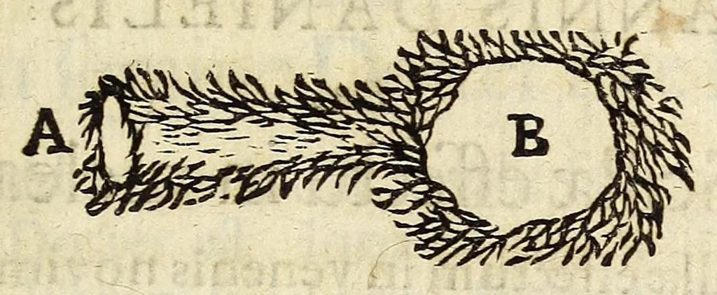 An illustration from Miscellanea Curiosa, sive Ephemiridum Medico-Physicarum Germanicarum Academiae Naturae Curiosorum, 1690, leaf 359