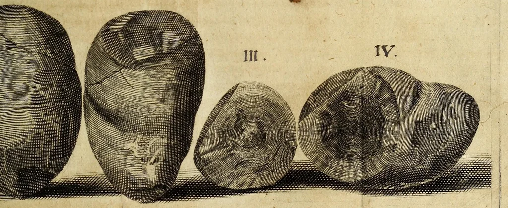 An illustration from Miscellanea Curiosa, sive Ephemiridum Medico-Physicarum Germanicarum Academiae Naturae Curiosorum, 1680, leaf 291