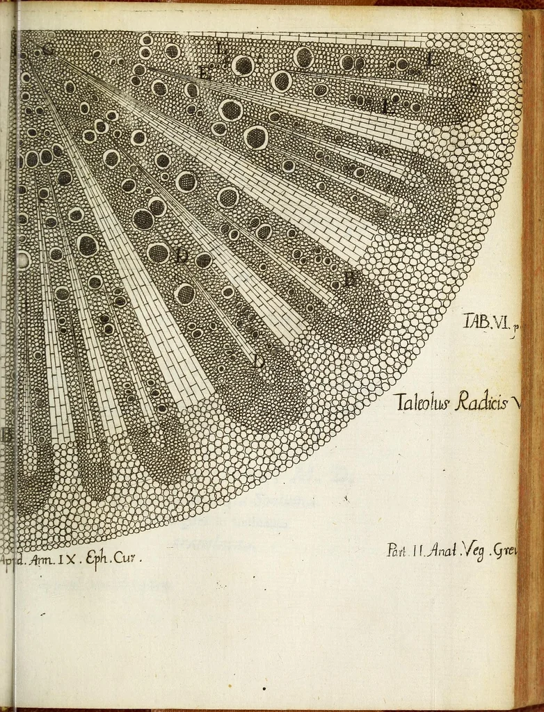 An illustration from Miscellanea Curiosa, sive Ephemiridum Medico-Physicarum Germanicarum Academiae Naturae Curiosorum, 1680, leaf 771