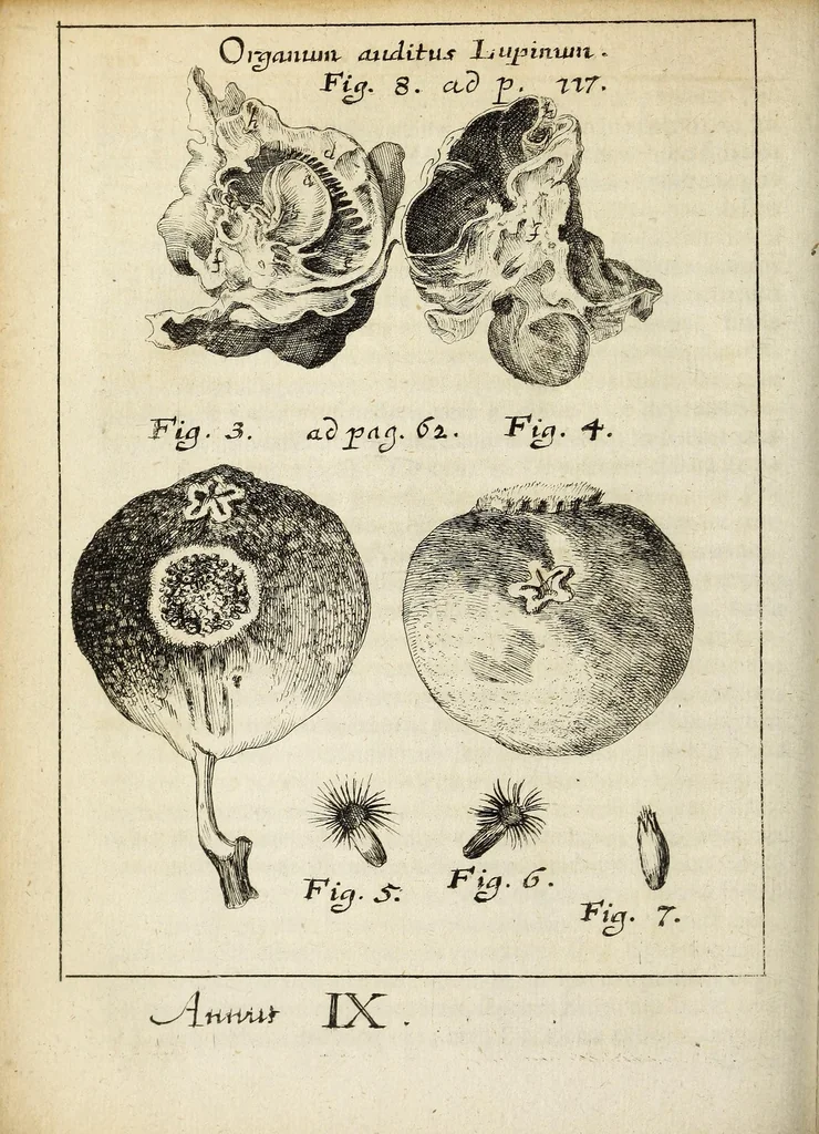An illustration from Miscellanea Curiosa, sive Ephemiridum Medico-Physicarum Germanicarum Academiae Naturae Curiosorum, 1691, leaf 160