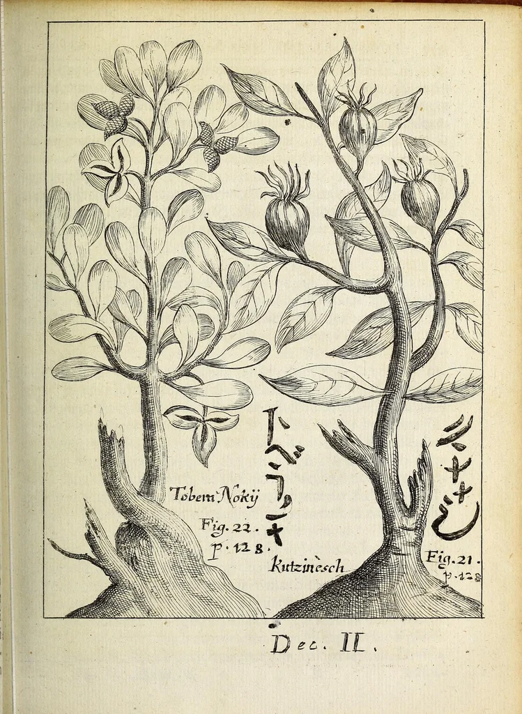 An illustration from Miscellanea Curiosa, sive Ephemiridum Medico-Physicarum Germanicarum Academiae Naturae Curiosorum, 1691, leaf 181