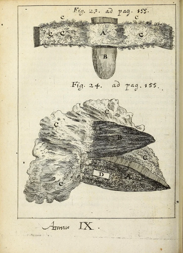 An illustration from Miscellanea Curiosa, sive Ephemiridum Medico-Physicarum Germanicarum Academiae Naturae Curiosorum, 1691, leaf 210