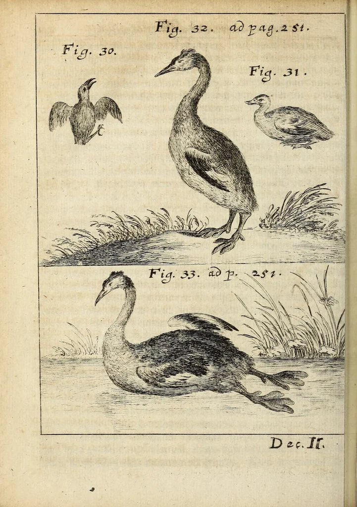 An illustration from Miscellanea Curiosa, sive Ephemiridum Medico-Physicarum Germanicarum Academiae Naturae Curiosorum, 1691, leaf 314