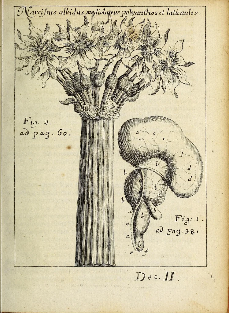 An illustration from Miscellanea Curiosa, sive Ephemiridum Medico-Physicarum Germanicarum Academiae Naturae Curiosorum, 1691, leaf 77