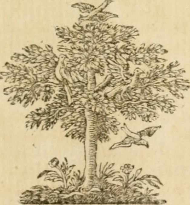 An illustration from Miscellany poems, 1684, leaf 412