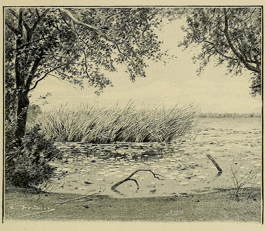 An illustration from Mission Hostains-d'Ollone, 1898-1900 : de la Côte d'Ivoire au Soudan et à la Guinée, 1901, leaf 209