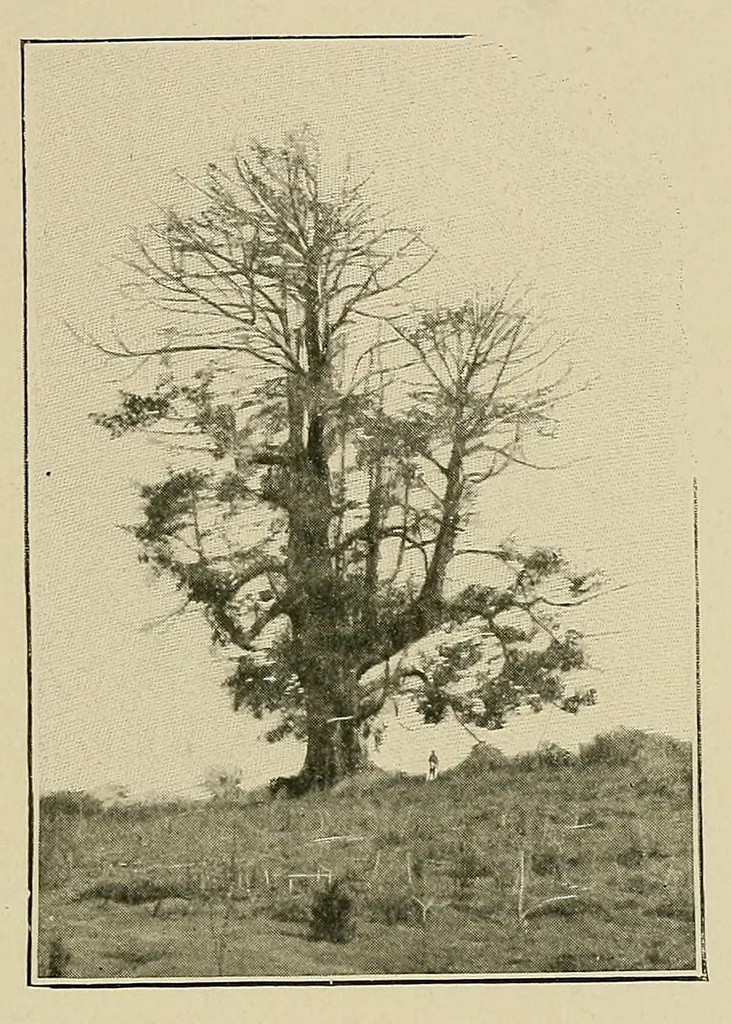 An illustration from Mission Hostains-d'Ollone, 1898-1900 : de la Côte d'Ivoire au Soudan et à la Guinée, 1901, leaf 249