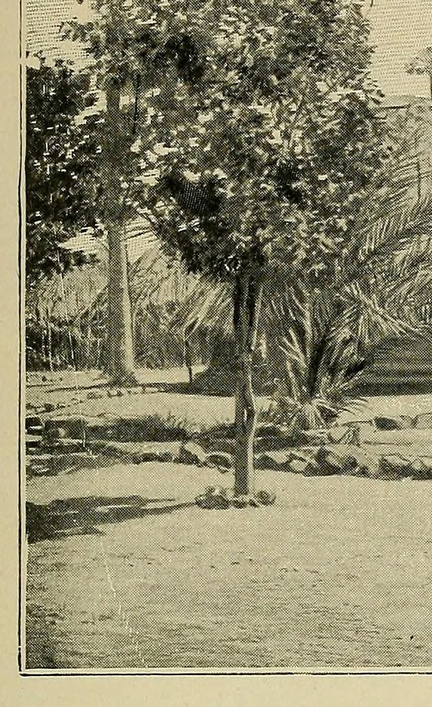 An illustration from Mission Hostains-d'Ollone, 1898-1900 : de la Côte d'Ivoire au Soudan et à la Guinée, 1901, leaf 263