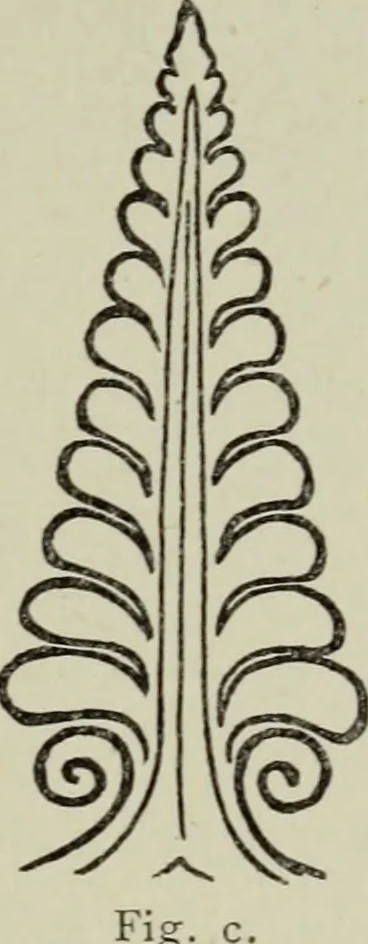 An illustration from Mittelalterliche Plastik in Venedig, 1903, leaf 92