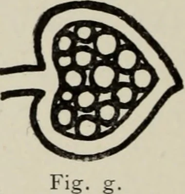 An illustration from Mittelalterliche Plastik in Venedig, 1903, leaf 93