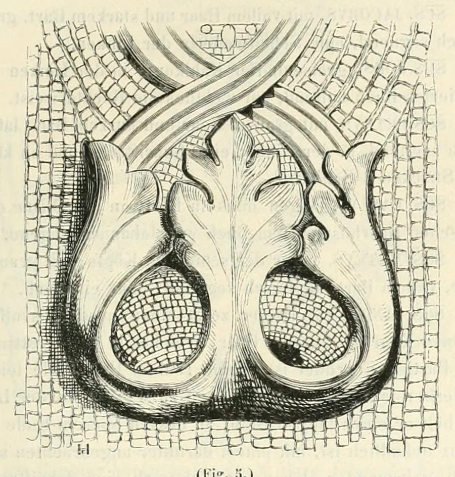 An illustration from Mittheilungen der K.K. Central-Commission zur Erforschung und Erhaltung der Baudenkmale, 1856, leaf 203