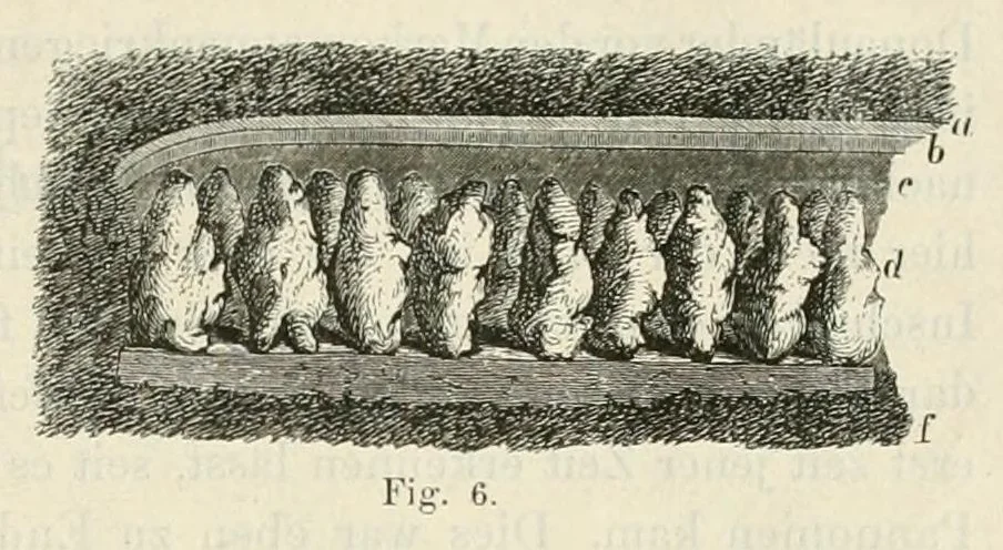 An illustration from Mittheilungen der K.K. Central-Commission zur Erforschung und Erhaltung der Baudenkmale, 1856, leaf 87