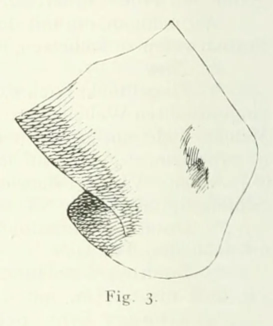 An illustration from Mittheilungen der K.K. Central-Commission zur Erforschung und Erhaltung der Kunst- und Historischen Denkmale, 1875, leaf 182