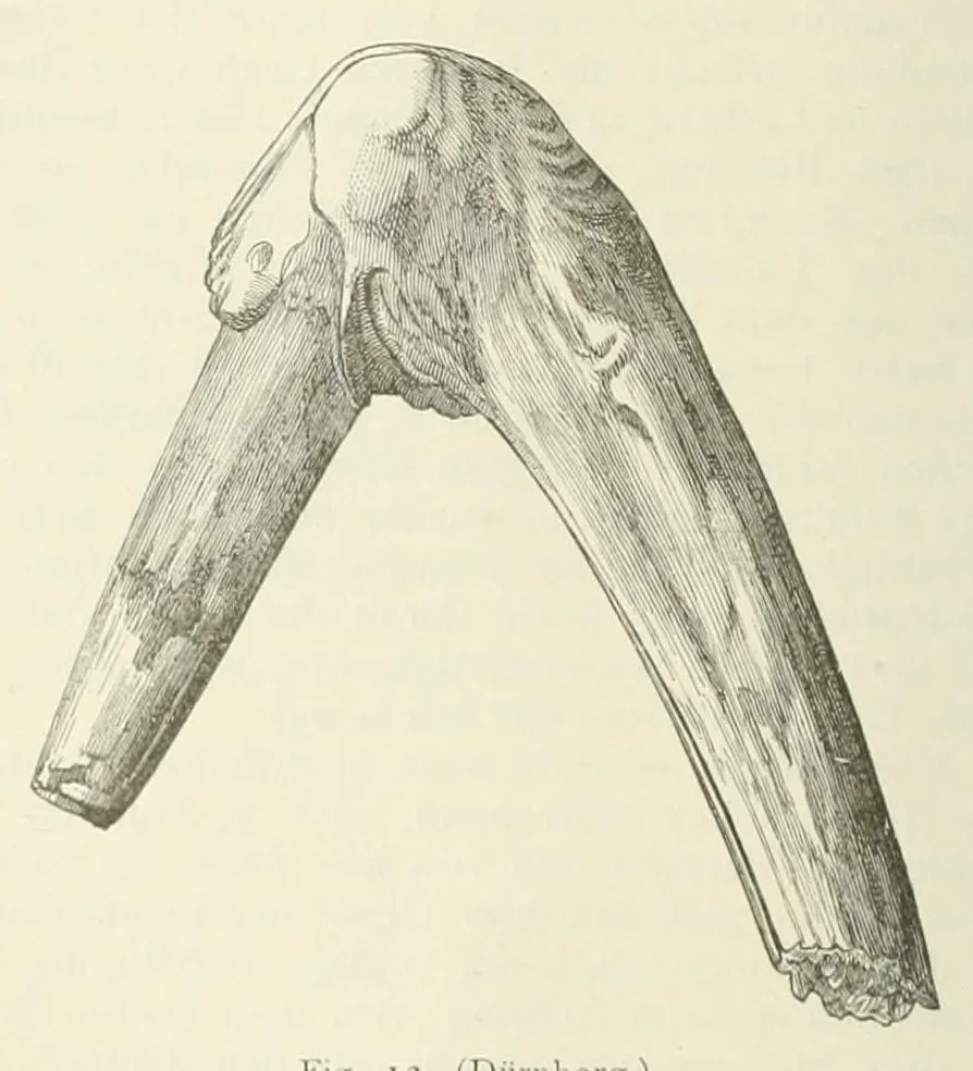 An illustration from Mittheilungen der K.K. Central-Commission zur Erforschung und Erhaltung der Kunst- und Historischen Denkmale, 1875, leaf 244