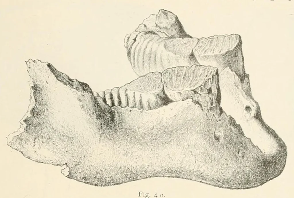 An illustration from Mittheilungen der K.K. Central-Commission zur Erforschung und Erhaltung der Kunst- und Historischen Denkmale, 1875, leaf 335