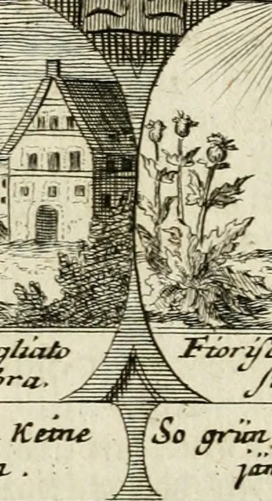An illustration from M. Laurentii Wolfgangi Woyttens Emblematischer Parnassus : worauf die Musen, ihre Blumen-Lese, zu allerhand Freuden und Trauer-Kräntzen halten : um, den Lob-werthen Tugend-Chor, durch angenehme Rosen : hergegen, das ungezähmte Laster-Thun, mit wildem Dorn- und Distel-Flor, zu krönen : nach specialem Verlangen, in einem Gefilde, von funffzehen Hundert in dreyen verschiedlichen Theilen verfassten .., 1727, leaf 222