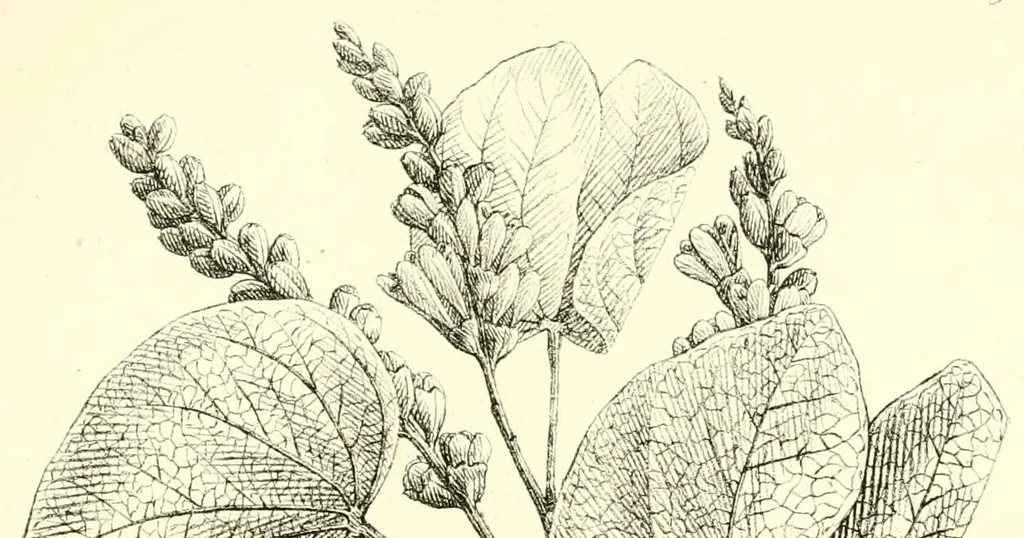An illustration from Mémoires de l'Académie impériale des sciences de St.-Pétersbourg. sér. 6, 1835, leaf 157