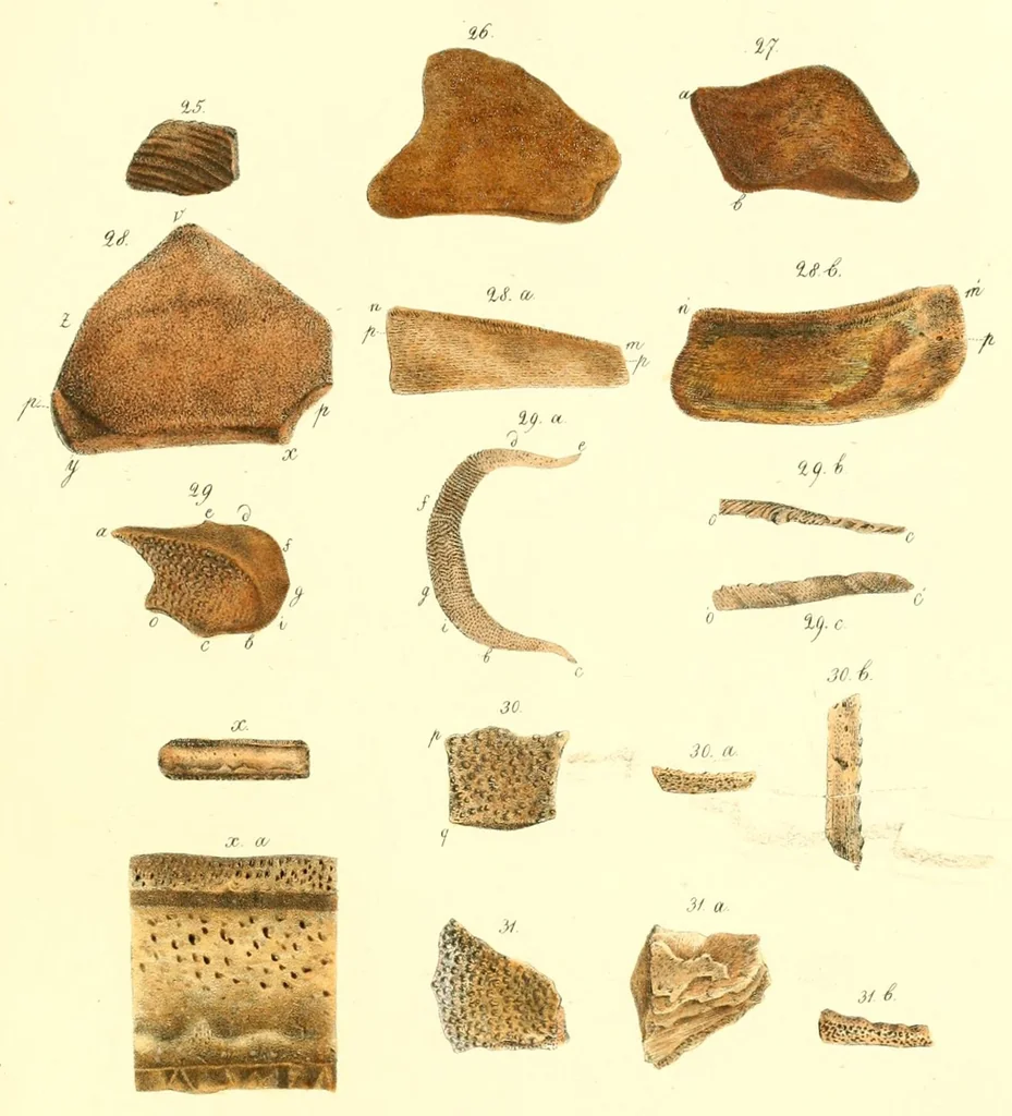 An illustration from Mémoires de l'Académie impériale des sciences de St.-Pétersbourg. sér. 6, 1835, leaf 283