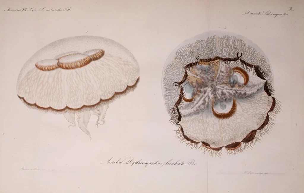 An illustration from Mémoires de l'Académie impériale des sciences de St.-Pétersbourg. sér. 6, 1835, leaf 639