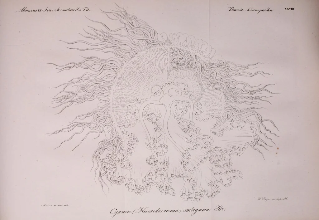 An illustration from Mémoires de l'Académie impériale des sciences de St.-Pétersbourg. sér. 6, 1835, leaf 693
