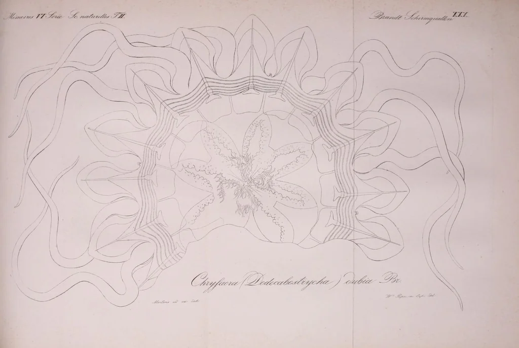 An illustration from Mémoires de l'Académie impériale des sciences de St.-Pétersbourg. sér. 6, 1835, leaf 701