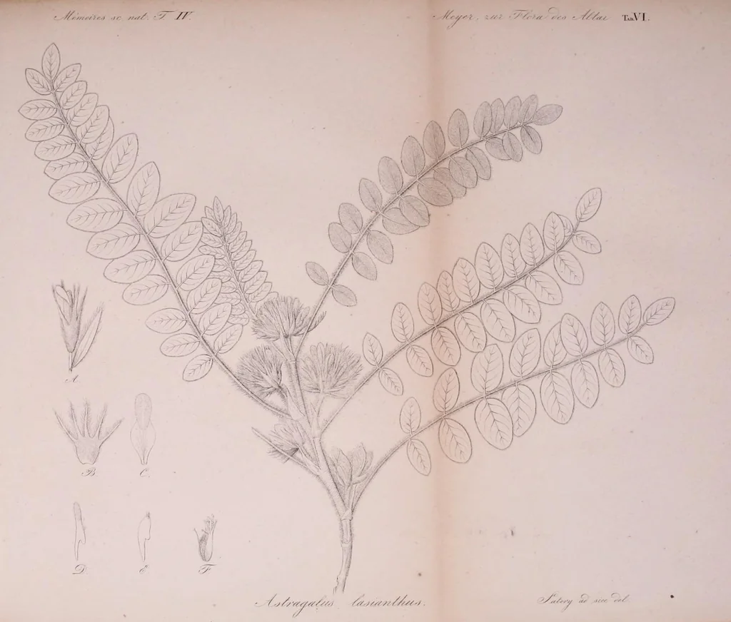 An illustration from Mémoires de l'Académie impériale des sciences de St.-Pétersbourg. sér. 6, 1835, leaf 291