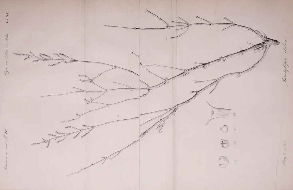 An illustration from Mémoires de l'Académie impériale des sciences de St.-Pétersbourg. sér. 6, 1835, leaf 327