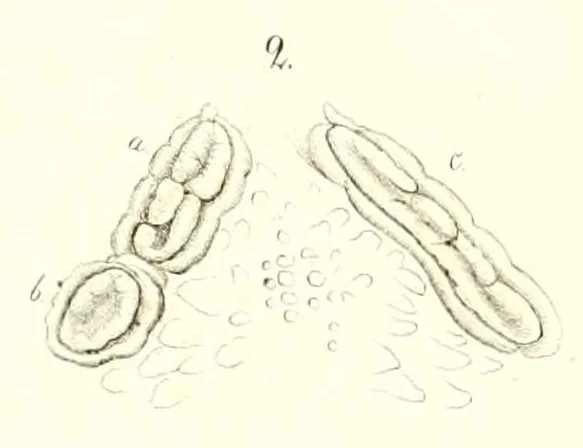 An illustration from Mémoires de l'Académie impériale des sciences de St.-Pétersbourg. sér. 6, 1835, leaf 561