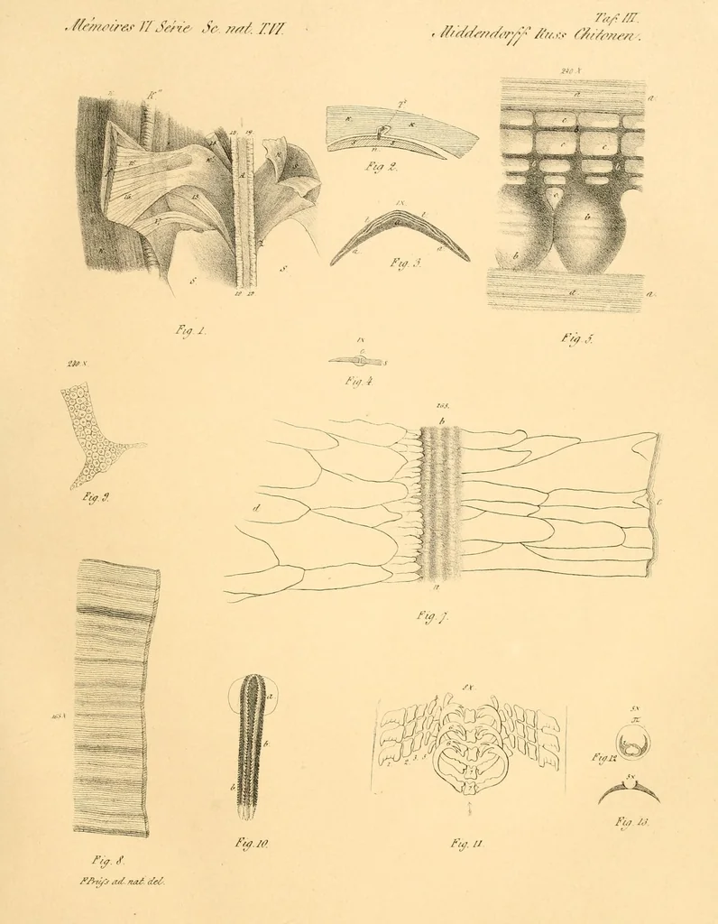 An illustration from Mémoires de l'Académie impériale des sciences de St.-Pétersbourg. sér. 6, 1835, leaf 241