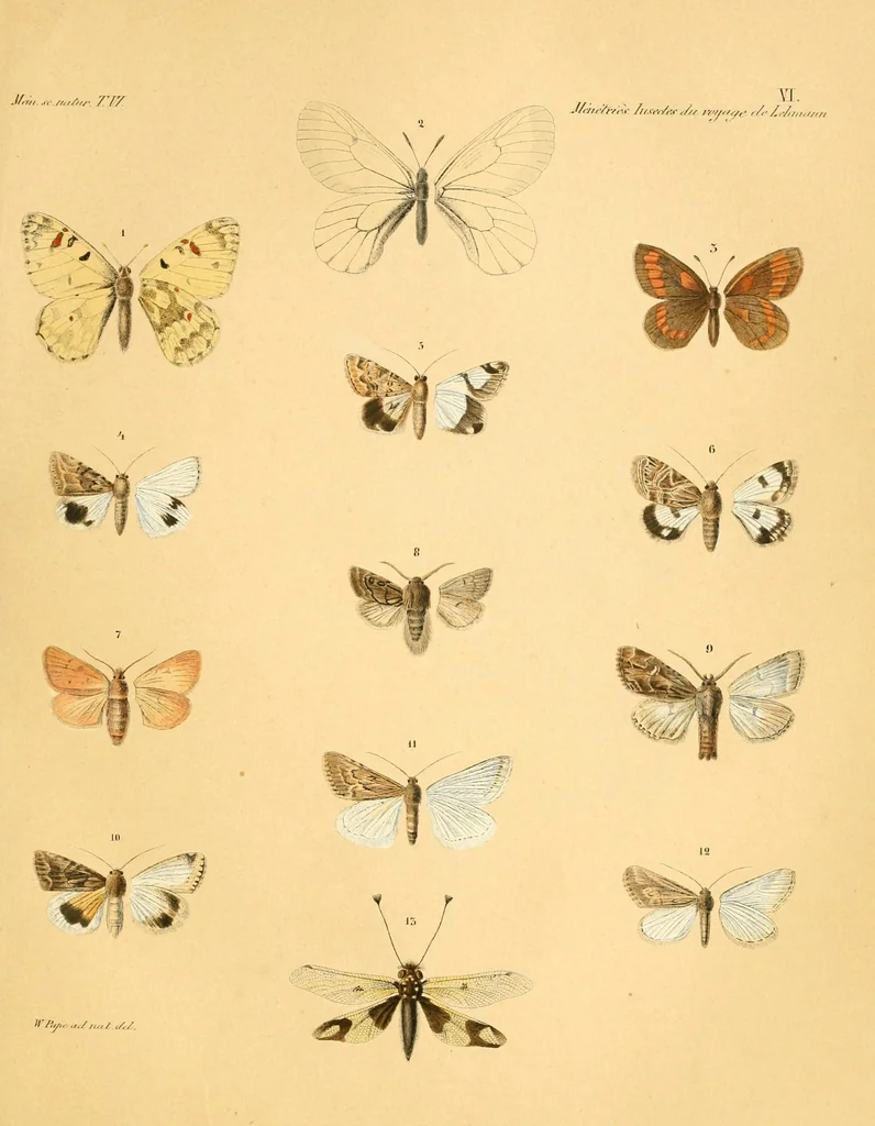 An illustration from Mémoires de l'Académie impériale des sciences de St.-Pétersbourg. sér. 6, 1835, leaf 383