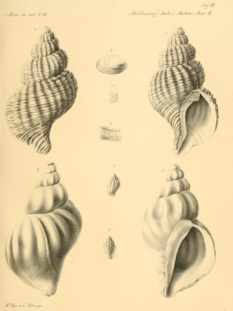 An illustration from Mémoires de l'Académie impériale des sciences de St.-Pétersbourg. sér. 6, 1835, leaf 671