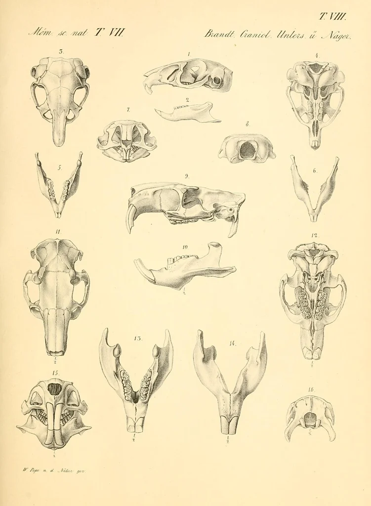 An illustration from Mémoires de l'Académie impériale des sciences de St.-Pétersbourg. sér. 6, 1835, leaf 381