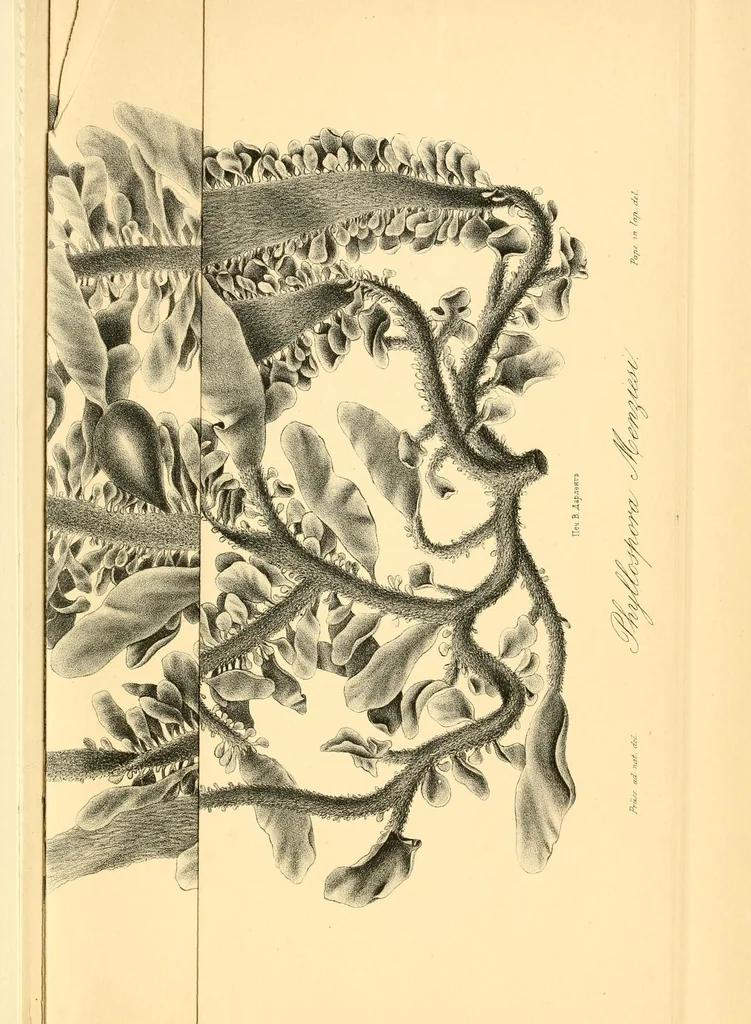 An illustration from Mémoires de l'Académie impériale des sciences de St.-Pétersbourg. sér. 6, 1835, leaf 517