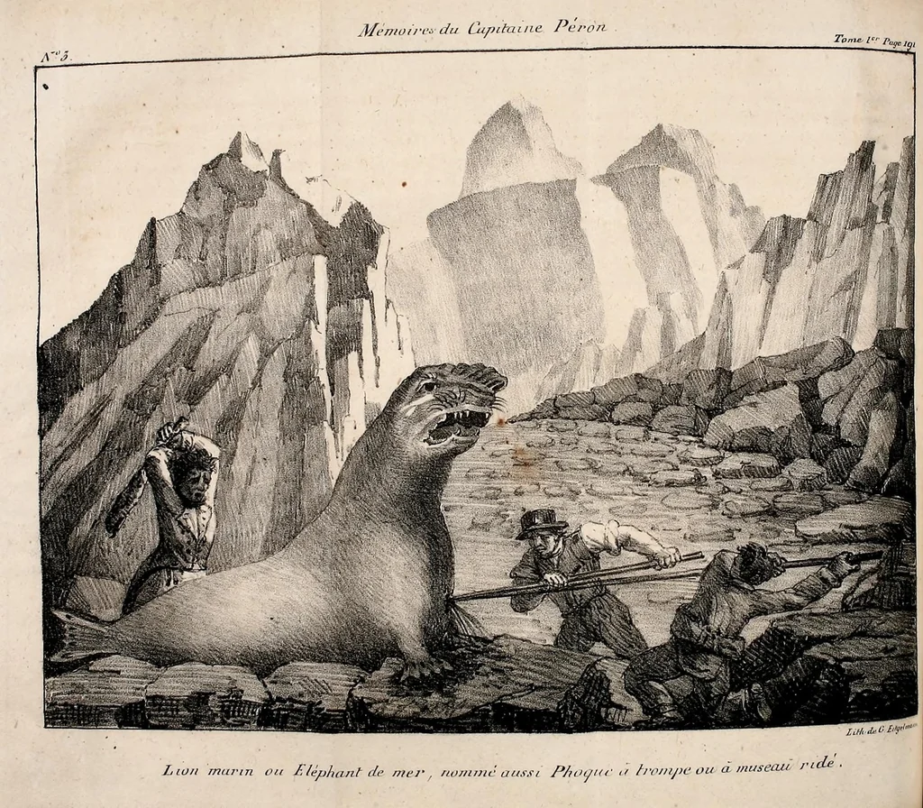 An illustration from Mémoires du Capitaine Péron : sur ses voyages aux côtes d'Afrique, en Arabie, à l'île d'Amsterdam, aux îles d'Anjouan et de Mayotte, aux côtes nord-ouest de l'Amérique, aux îles Sandwich, à la Chine, etc., 1824, leaf 220
