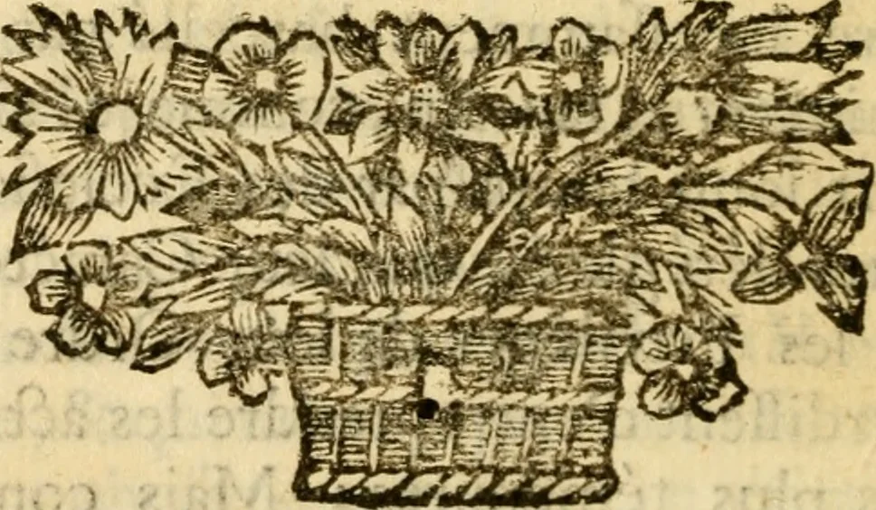 An illustration from Mémoires pour servir à l'histoire de Hollande et des autres Provinces-Unies : òu l'on verra les véritables causes des divisions qui sont depuis soixante ans dans cette république & qui la menacent de ruine, 1697, leaf 523